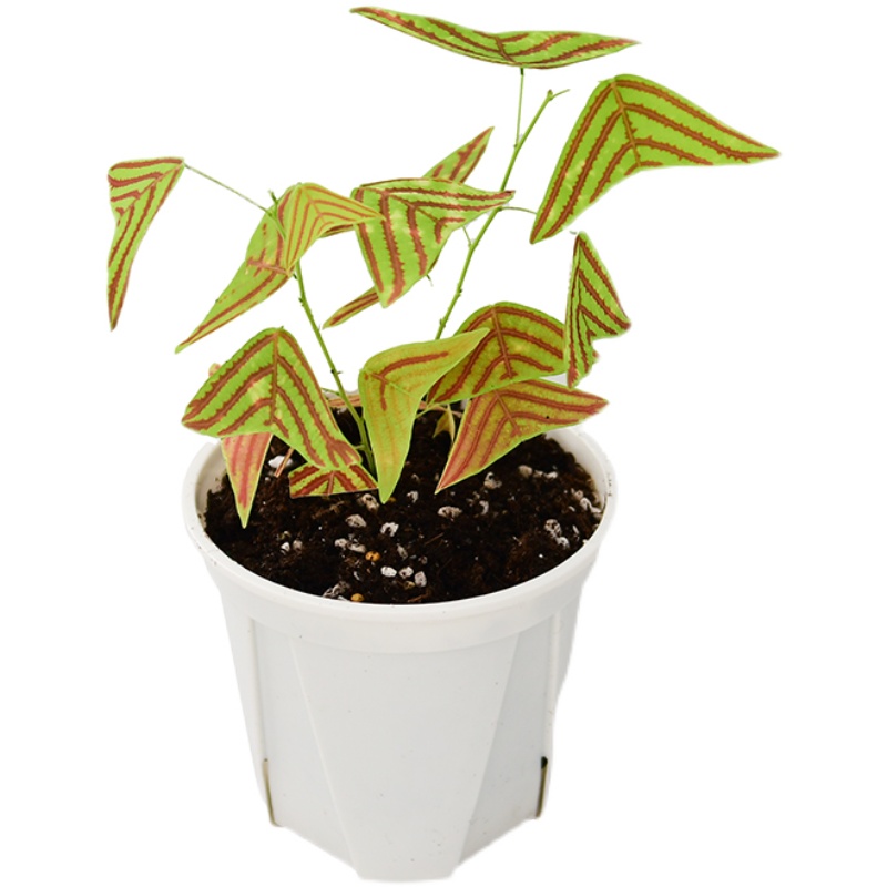 Spotted Bat Grass CHRISTIA VESPERTILIONIS Green Plant Potted Plants